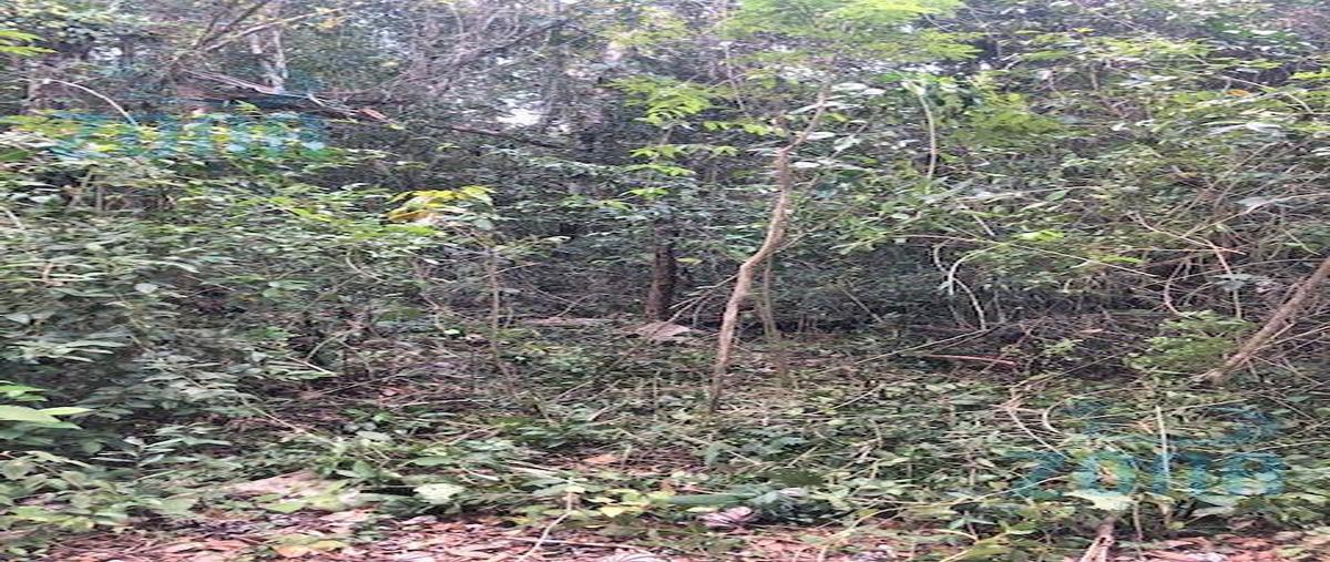 Foto de terreno habitacional en , solidaridad, solidaridad, quintana roo, 30114605 foto 04 Foto de terreno habitacional en venta en , solidaridad, solidaridad, quintana roo, 30114605 No. 04