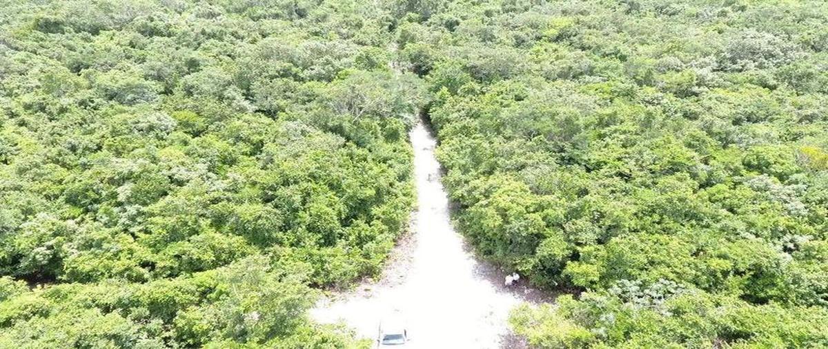 Foto de terreno habitacional en , solidaridad, solidaridad, quintana roo, 31338152 foto 04 Foto de terreno habitacional en venta en , solidaridad, solidaridad, quintana roo, 31338152 No. 04