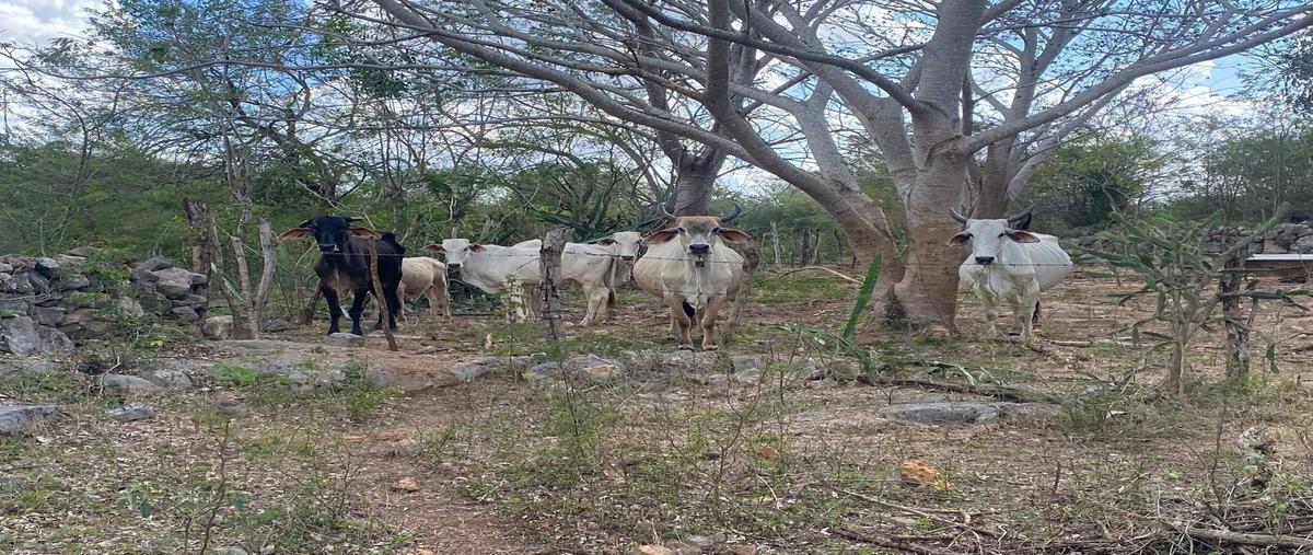 Foto de rancho en , sotuta, sotuta, yucatán, 26682247 foto 03 Foto de rancho en venta en , sotuta, sotuta, yucatán, 26682247 No. 03