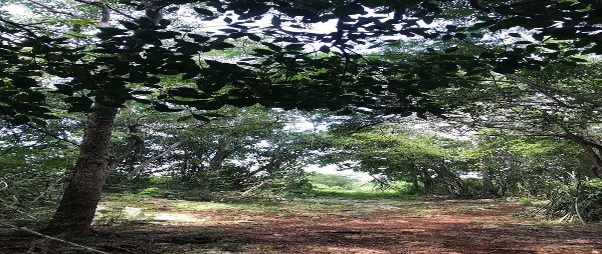 Foto de rancho en venta en  , sotuta, sotuta, yucatán, 27680962 No. 03