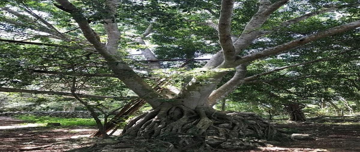 Foto de rancho en venta en  , sotuta, sotuta, yucatán, 27680962 No. 05