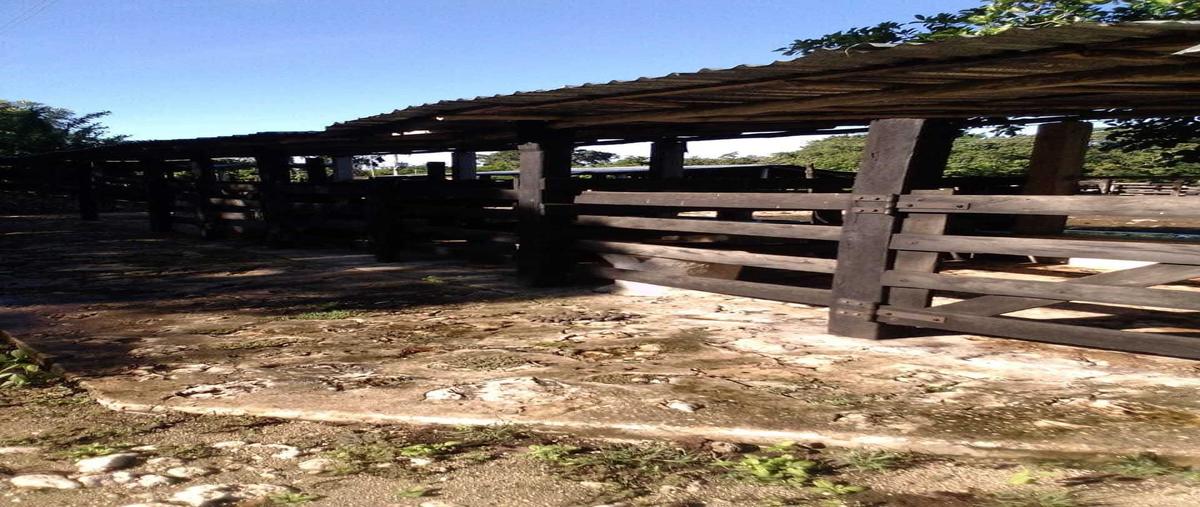 Foto de rancho en sucila , sucila, sucilá, yucatán, 0 foto 05 Foto de rancho en venta en sucila , sucila, sucilá, yucatán, 0 No. 05