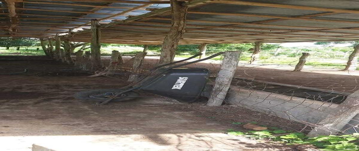 Foto de rancho en venta en  , sucila, sucilá, yucatán, 27680943 No. 04