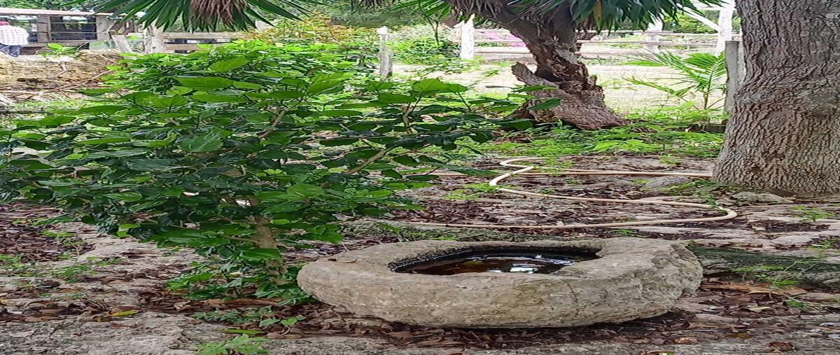 Foto de rancho en venta en  , sucila, sucilá, yucatán, 0 No. 03