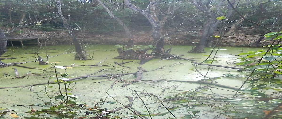 Foto de rancho en venta en  , sucila, sucilá, yucatán, 0 No. 04
