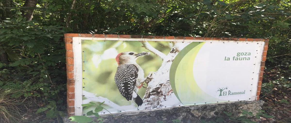 Foto de terreno habitacional en venta en  , supermanzana 237, benito juárez, quintana roo, 6782531 No. 02