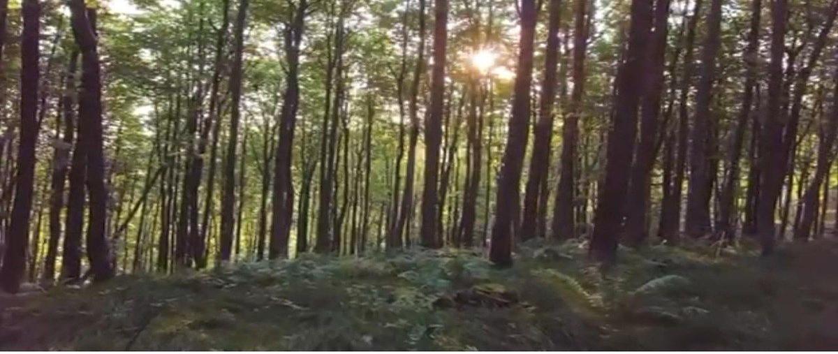 Foto de terreno habitacional en supermanzana carretera kilometro 5.5 , tapalpa, tapalpa, jalisco, 0 foto 04 Foto de terreno habitacional en venta en supermanzana carretera kilometro 5.5 , tapalpa, tapalpa, jalisco, 0 No. 04