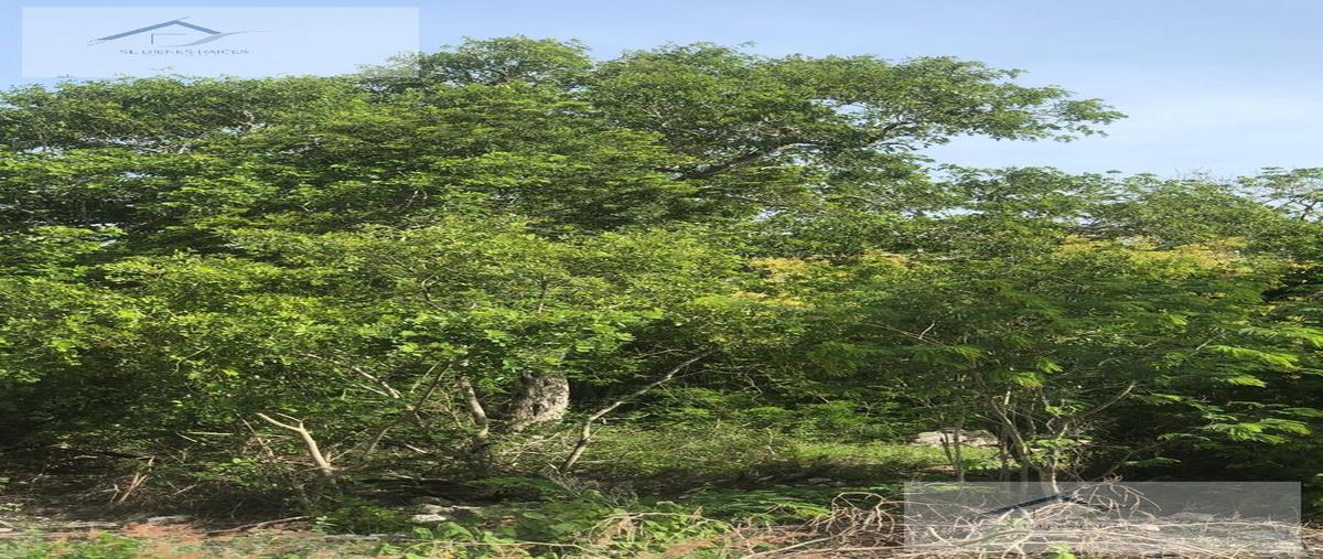 Foto de terreno habitacional en venta en  , tamanché, mérida, yucatán, 0 No. 05