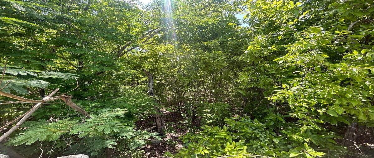 Foto de terreno habitacional en venta en  , tamanché, mérida, yucatán, 30159936 No. 04