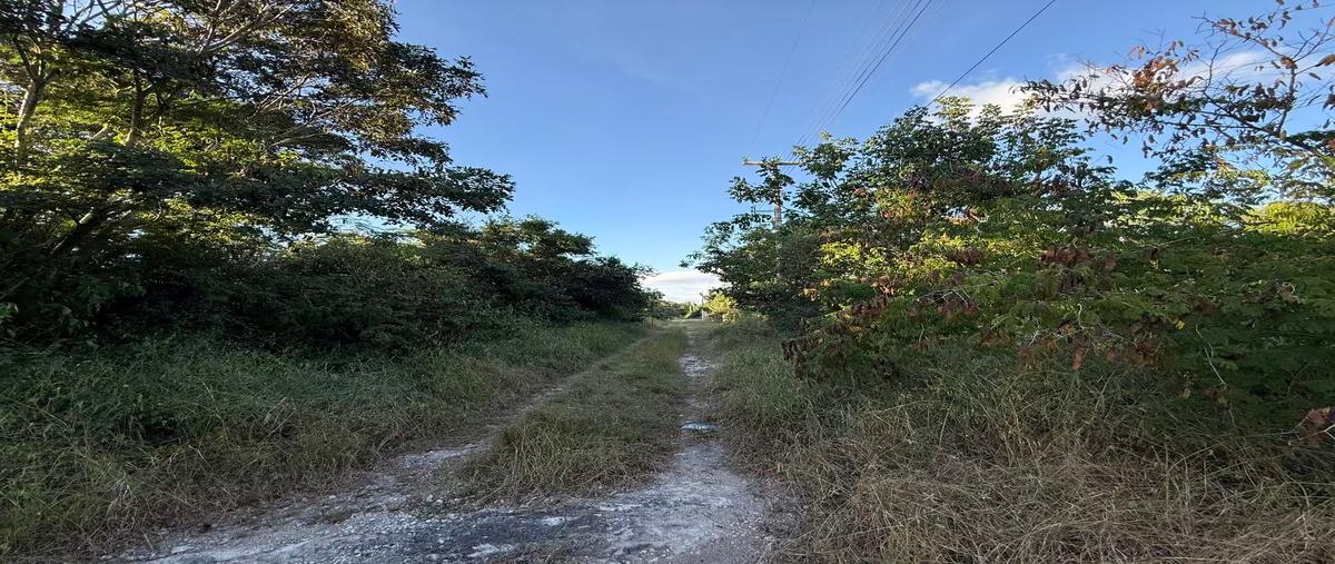Foto de terreno habitacional en venta en  , tamanché, mérida, yucatán, 0 No. 06