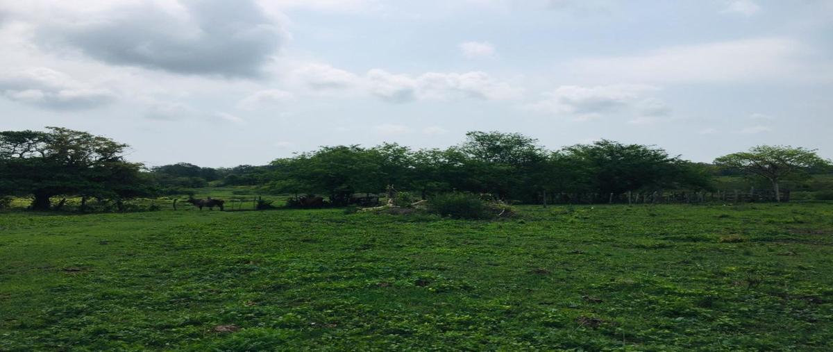 Foto de rancho en venta en  , tamiahua, tamiahua, veracruz de ignacio de la llave, 15800056 No. 04
