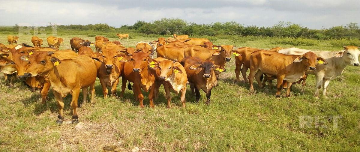Foto de rancho en venta en  , tampico alto centro, tampico alto, veracruz de ignacio de la llave, 0 No. 03