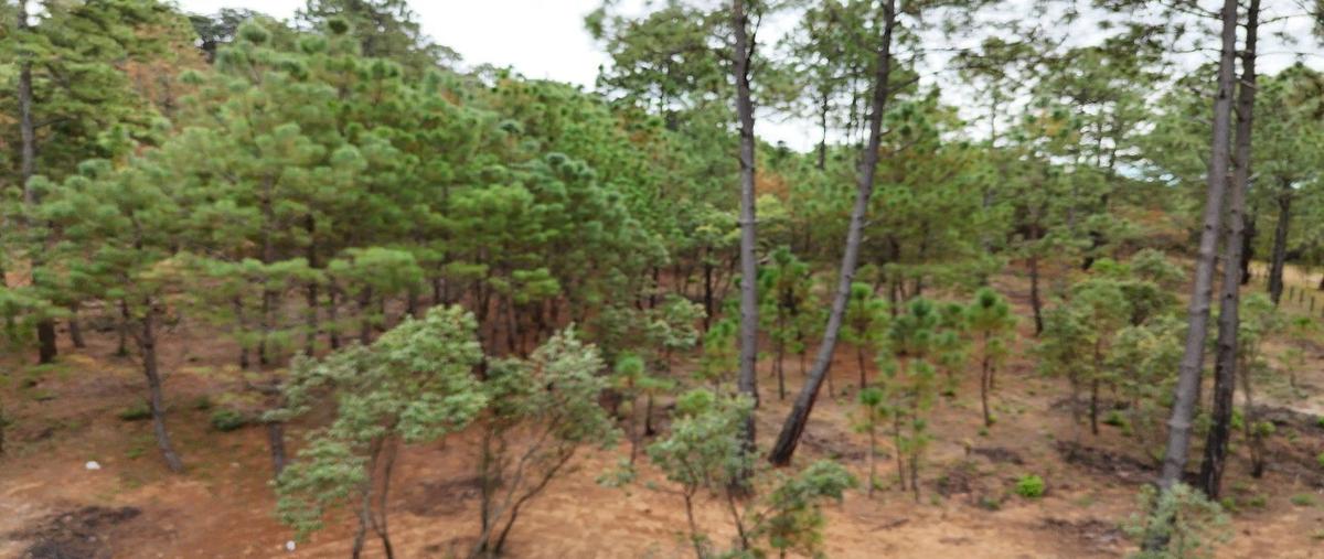 Foto de terreno habitacional en venta en  , tapalpa, tapalpa, jalisco, 0 No. 05