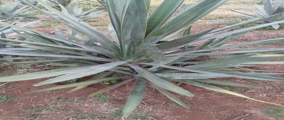 Foto de terreno habitacional en venta en  , techaluta, techaluta de montenegro, jalisco, 0 No. 04