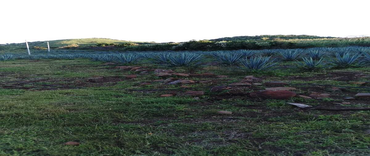 Foto de terreno habitacional en venta en  , techaluta, techaluta de montenegro, jalisco, 0 No. 05