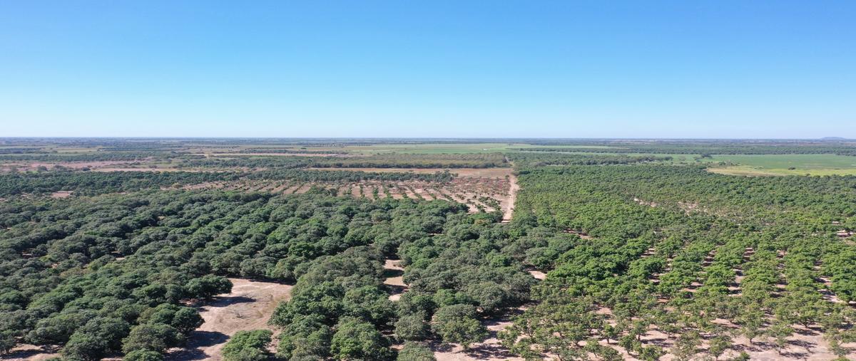 Foto de terreno habitacional en venta en  , tecuala centro, tecuala, nayarit, 24150360 No. 05