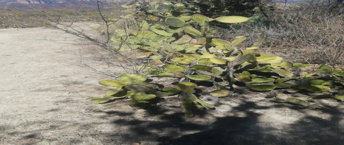 Foto de terreno comercial en venta en tehuacán 101, tehuacán (tehuacán), tehuacán, puebla, 0 No. 05