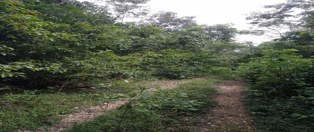 Foto de terreno habitacional en venta en tejón manzana 106, tulúm , francisco uh-may, tulum, quintana roo, 28684396 No. 03