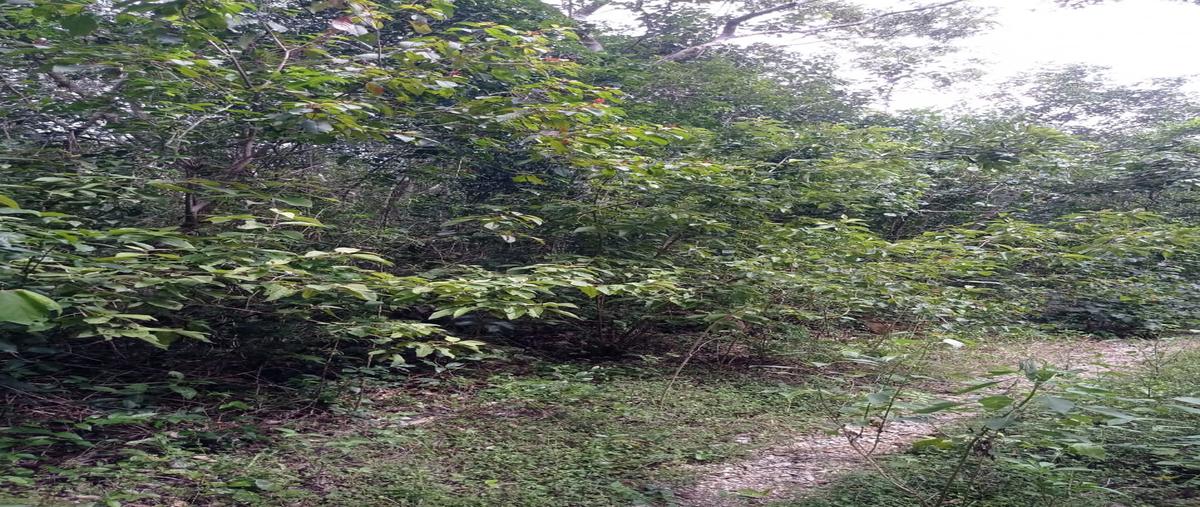 Foto de terreno habitacional en venta en tejón manzana 106, tulúm , francisco uh-may, tulum, quintana roo, 28684396 No. 04