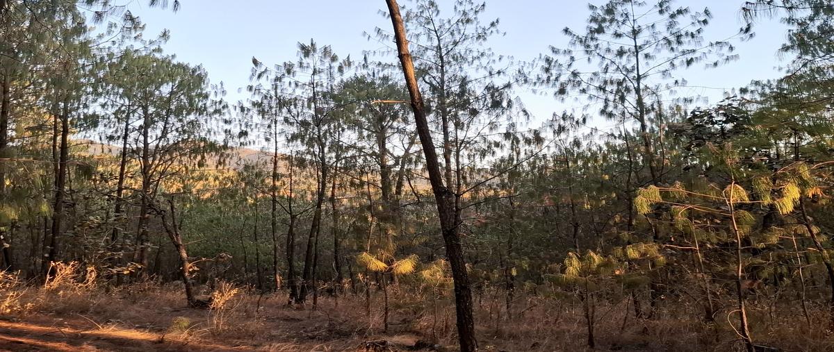 Foto de terreno habitacional en venta en tejon , tapalpa, tapalpa, jalisco, 29691178 No. 04