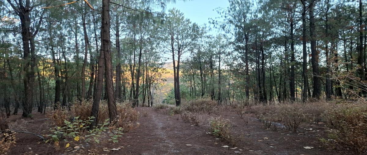 Foto de terreno habitacional en venta en tejon , tapalpa, tapalpa, jalisco, 29691178 No. 05