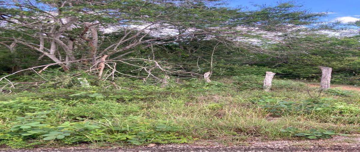Foto de terreno habitacional en venta en tekax de álvaro obregón, tekax, yucatán, 97976 , tekax de álvaro obregón, tekax, yucatán, 25410220 No. 04