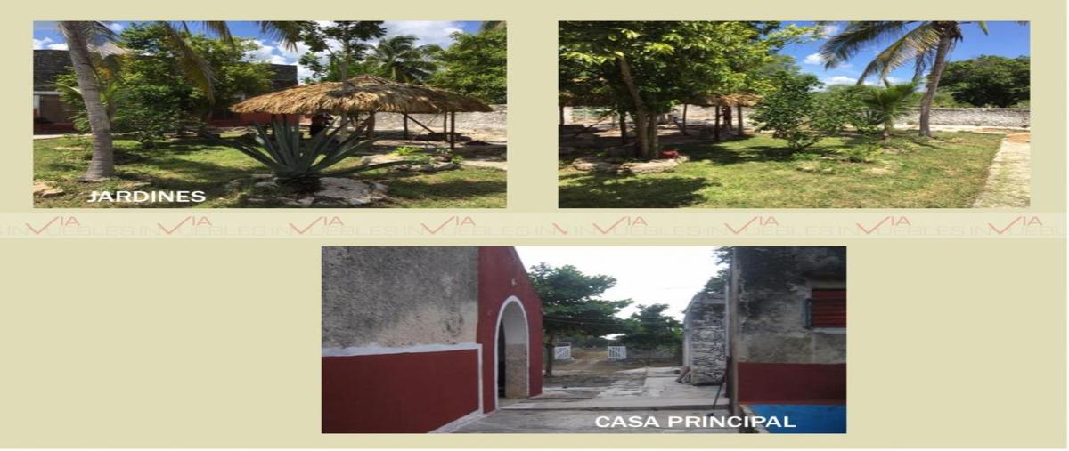 Foto de terreno industrial en venta en  , temax, temax, yucatán, 20018256 No. 04