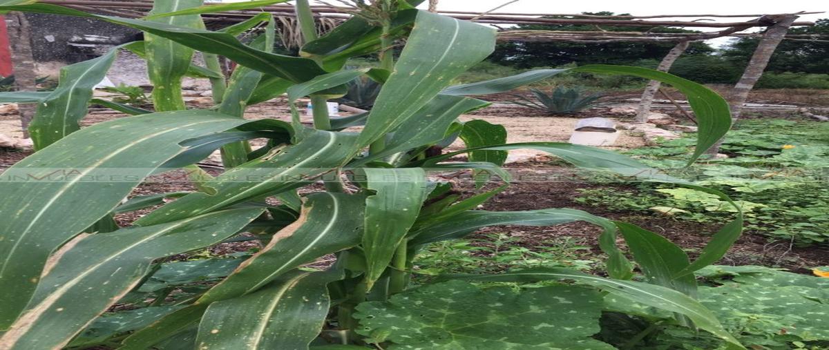 Foto de terreno industrial en venta en  , temax, temax, yucatán, 20018256 No. 05