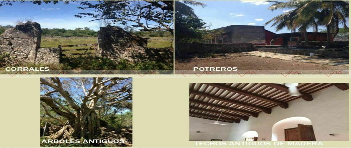 Foto de terreno comercial en , temax, temax, yucatán, 20534268 foto 03 Foto de terreno comercial en venta en , temax, temax, yucatán, 20534268 No. 03