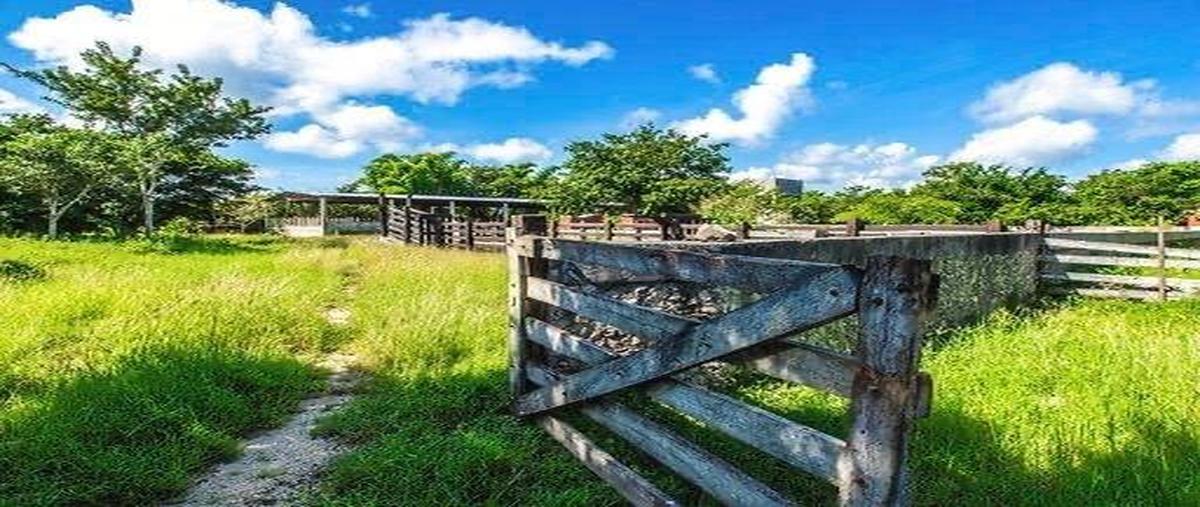 Foto de rancho en venta en  , temax, temax, yucatán, 0 No. 03