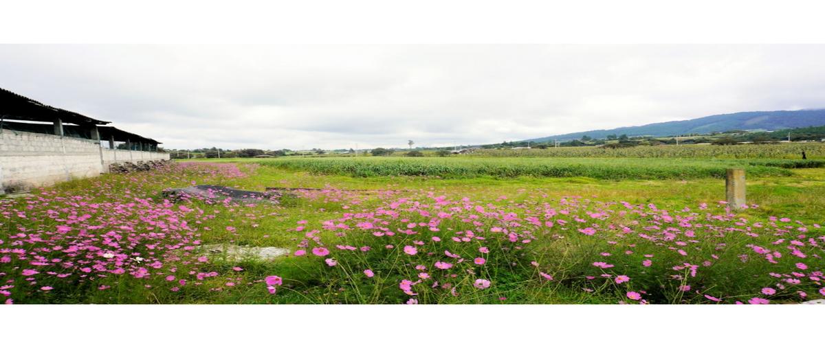 Foto de rancho en venta en  , temaxcales, ahuazotepec, puebla, 25945916 No. 04