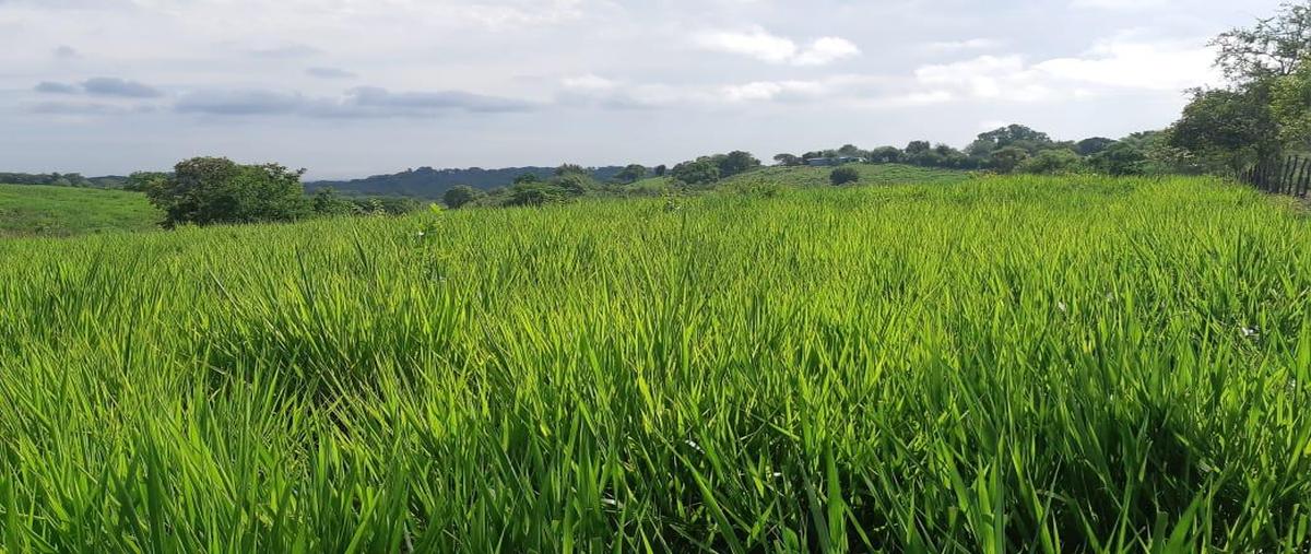 Foto de rancho en venta en  , tempoal centro, tempoal, veracruz de ignacio de la llave, 0 No. 03