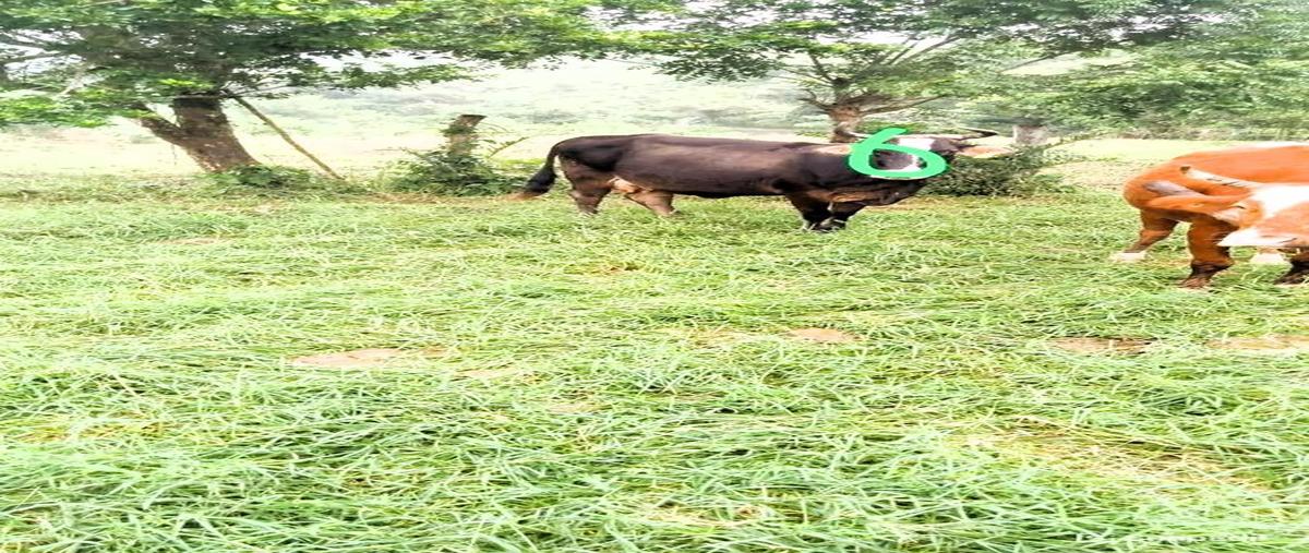 Foto de rancho en venta en  , tepetzintla, tepetzintla, veracruz de ignacio de la llave, 30244913 No. 04