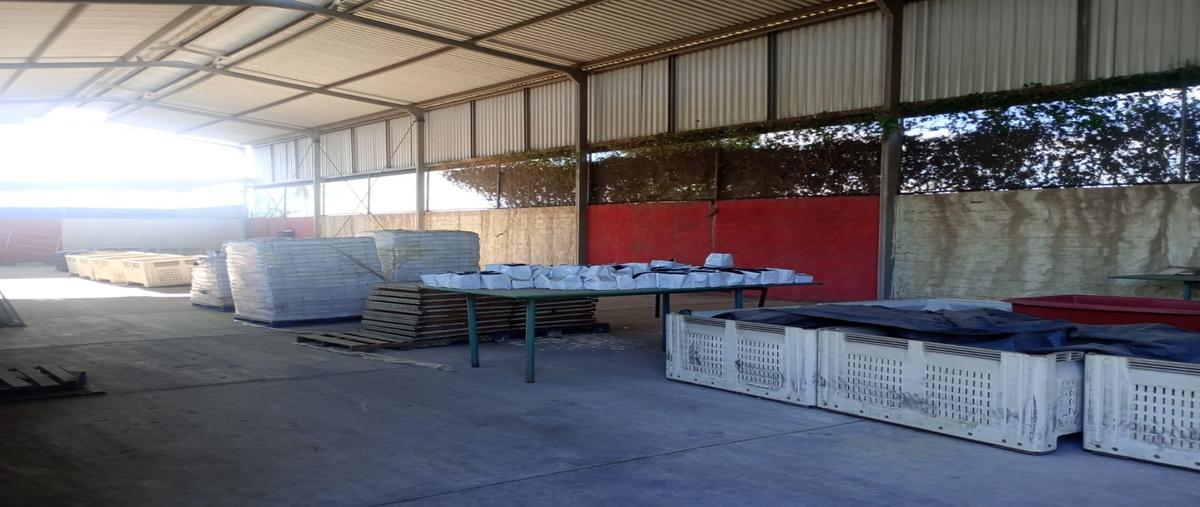 Foto de nave industrial en renta en  , tepeyac, tecomán, colima, 0 No. 03