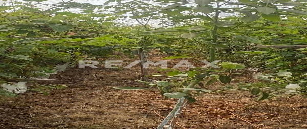 Foto de terreno comercial en terreno en charapan, michoacán!! , la basilia, uruapan, michoacán de ocampo, 0 foto 04 Foto de terreno comercial en venta en terreno en charapan, michoacán!! , la basilia, uruapan, michoacán de ocampo, 0 No. 04