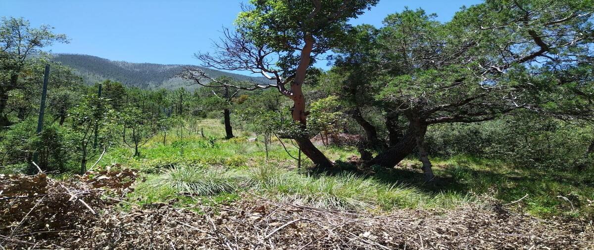 Foto de terreno habitacional en venta en terreno en los liriosarteaga , arteaga centro, arteaga, coahuila de zaragoza, 0 No. 04