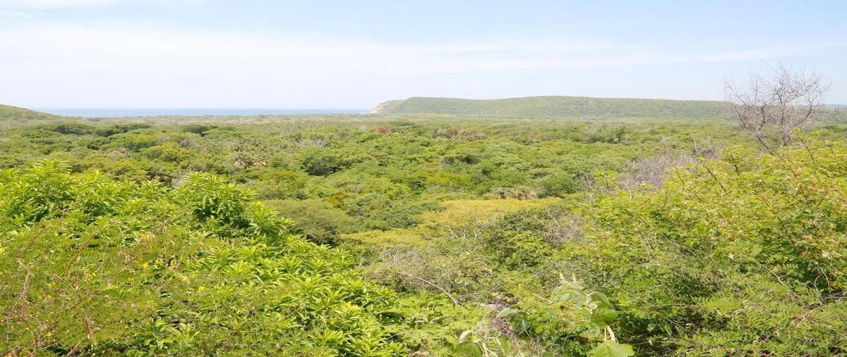 Foto de terreno habitacional en venta en terreno en venta en rancho el paraisosantiago astataoaxaca , santiago astata, santiago astata, oaxaca, 0 No. 05