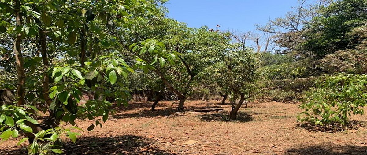 Foto de terreno habitacional en venta en terreno en ziracuaretiro, michoacán. , uruapan centro, uruapan, michoacán de ocampo, 29873435 No. 03
