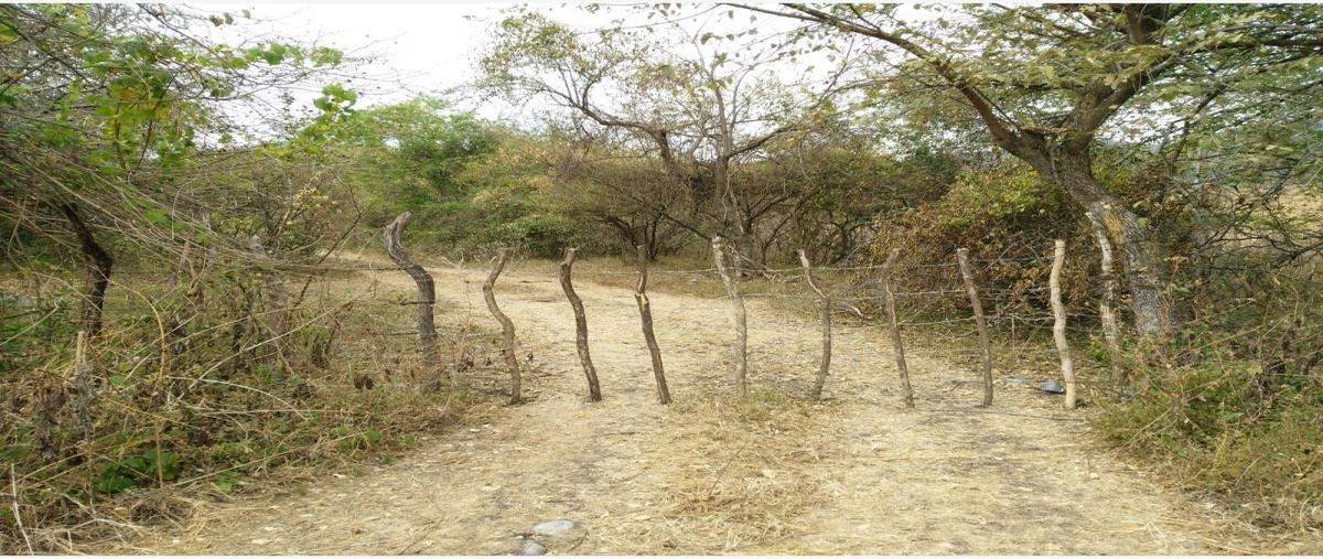 Foto de terreno habitacional en venta en  , terrero grande, miacatlán, morelos, 0 No. 03