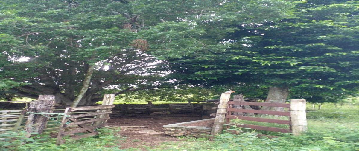Foto de rancho en venta en  , tibolon, sotuta, yucatán, 29740506 No. 04