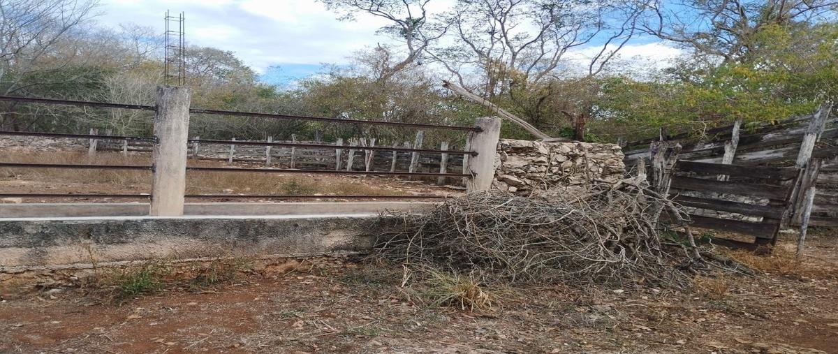 Foto de terreno habitacional en venta en  , ticul centro, ticul, yucatán, 0 No. 04