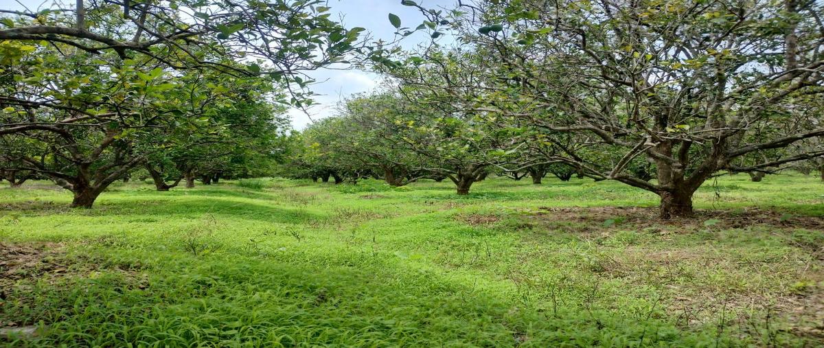 Foto de terreno habitacional en venta en  , tihuatlan centro, tihuatlán, veracruz de ignacio de la llave, 0 No. 03