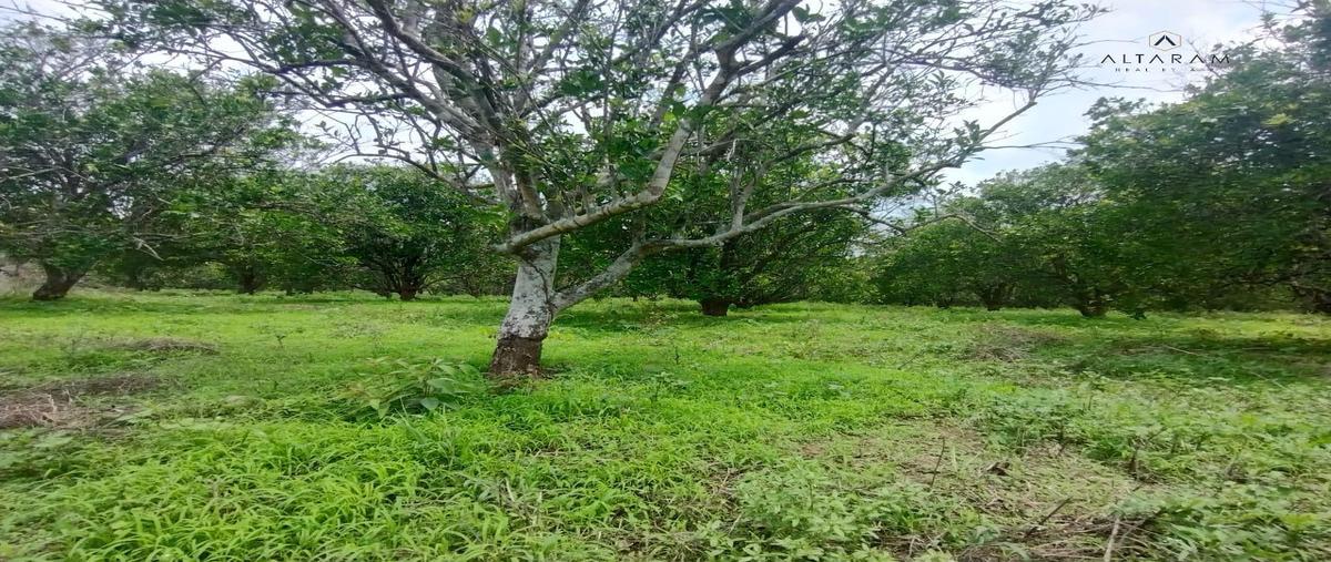 Foto de terreno habitacional en venta en  , tihuatlan centro, tihuatlán, veracruz de ignacio de la llave, 0 No. 05