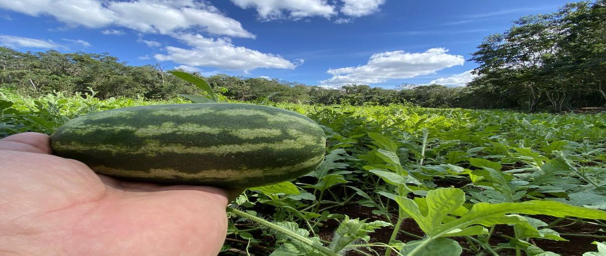 Foto de rancho en venta en timul , tixcacaltuyub, yaxcabá, yucatán, 25910060 No. 03