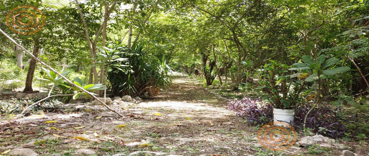 Foto de rancho en venta en  , tixcacalcupul, tixcacalcupul, yucatán, 30552235 No. 05