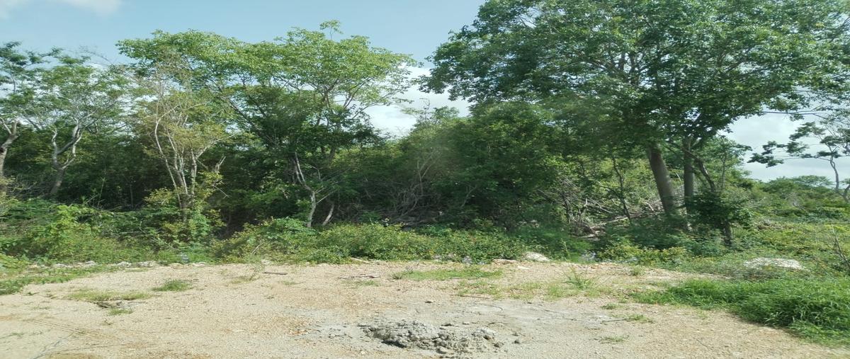 Foto de terreno habitacional en venta en  , tixkuncheil, baca, yucatán, 0 No. 05