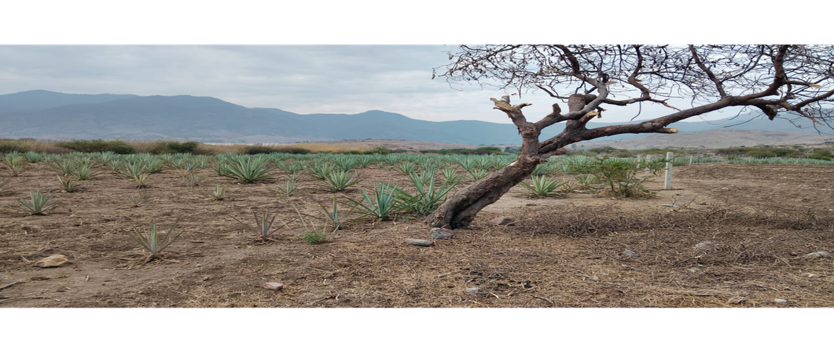 Foto de terreno habitacional en venta en  , tlacolula de matamoros centro, tlacolula de matamoros, oaxaca, 0 No. 04
