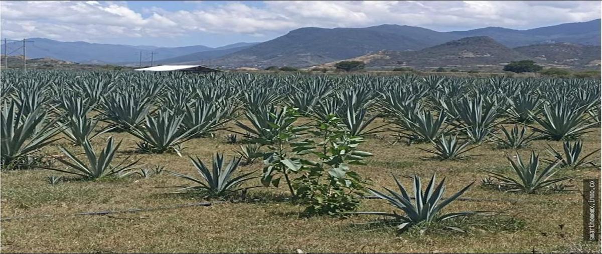 Foto de terreno habitacional en venta en  , tlacolula de matamoros centro, tlacolula de matamoros, oaxaca, 0 No. 05