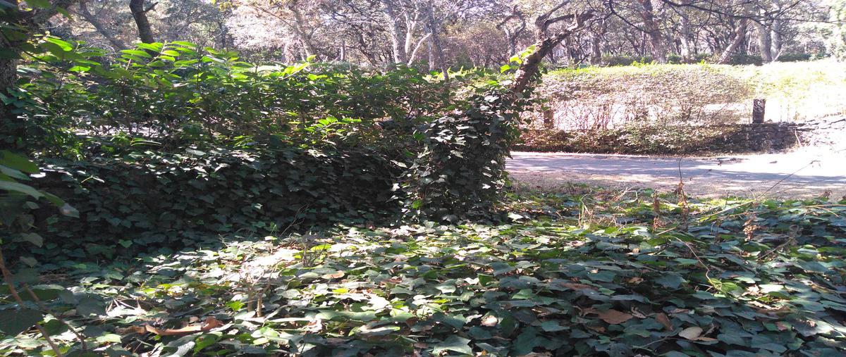 Foto de terreno habitacional en venta en  , tlalpuente, tlalpan, df / cdmx, 0 No. 05