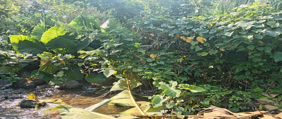 Foto de terreno habitacional en venta en  , tlapacoyan centro, tlapacoyan, veracruz de ignacio de la llave, 0 No. 04